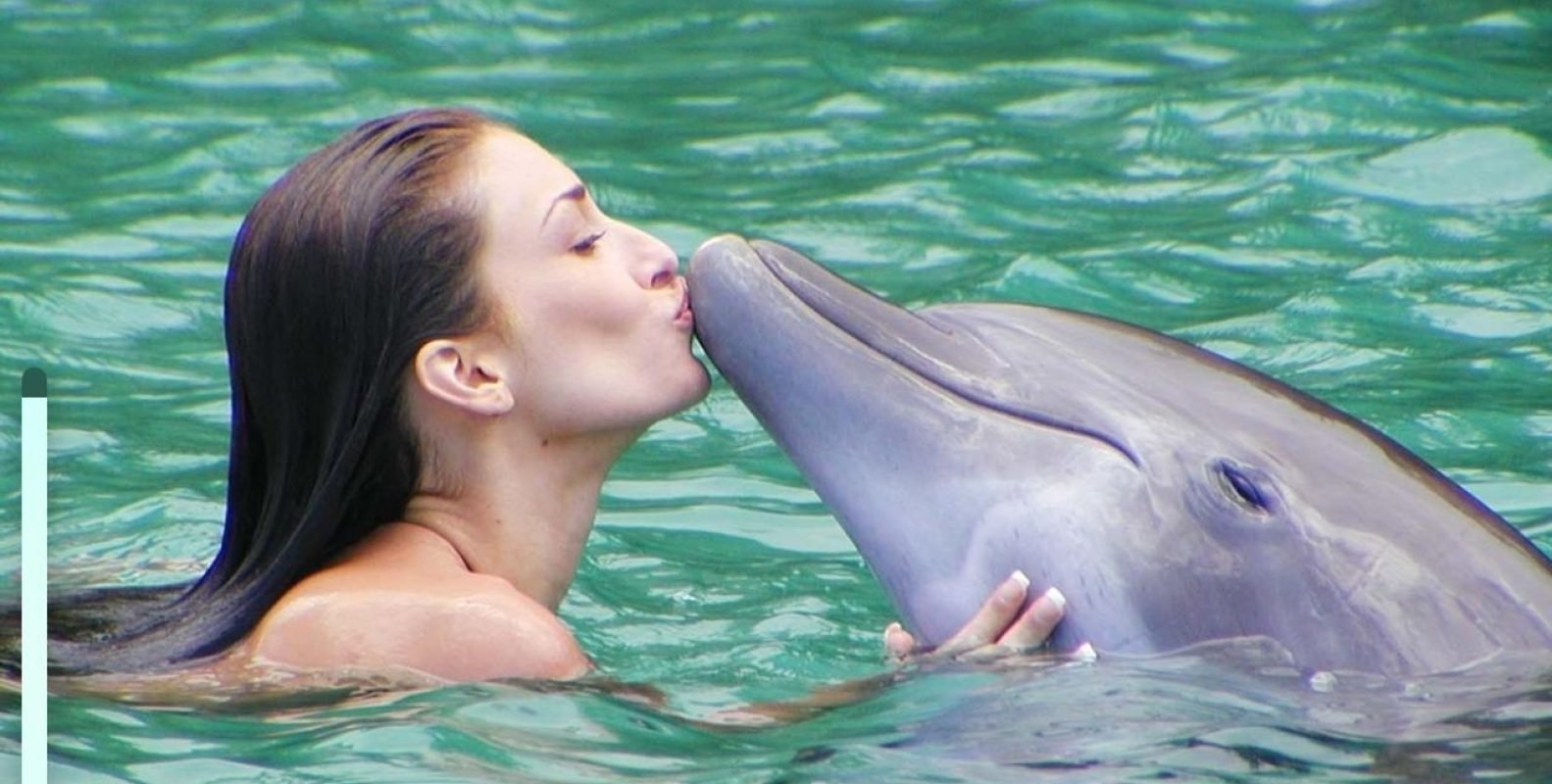 Jamaica dolphin tours